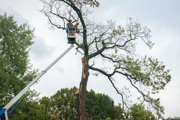 Best Tree Root Removal  in USA